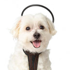 Assisi - Calmer Canine Anxiety Treatment System
