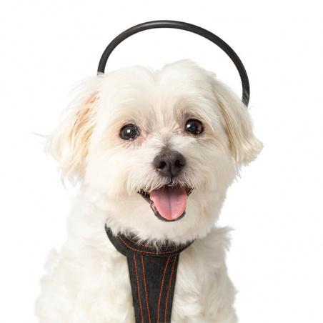 Assisi - Calmer Canine Anxiety Treatment System