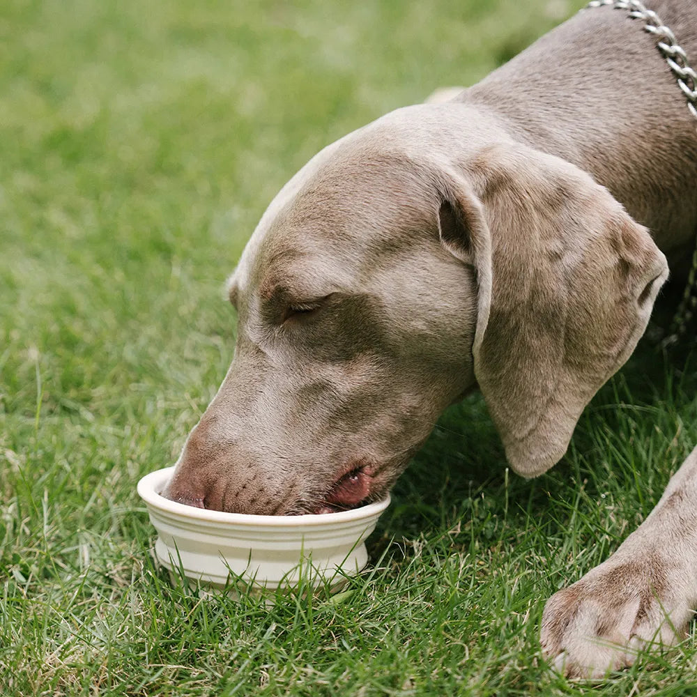 Collapsible Silicone Dog Bowl-Urban Roaming