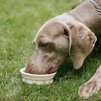 Collapsible Silicone Dog Bowl-Urban Roaming