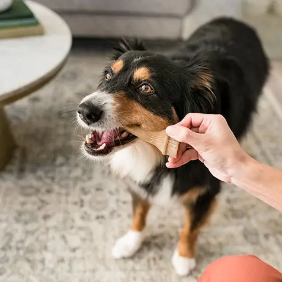 Whimzees Dental Dog Treats Occupy Antlers