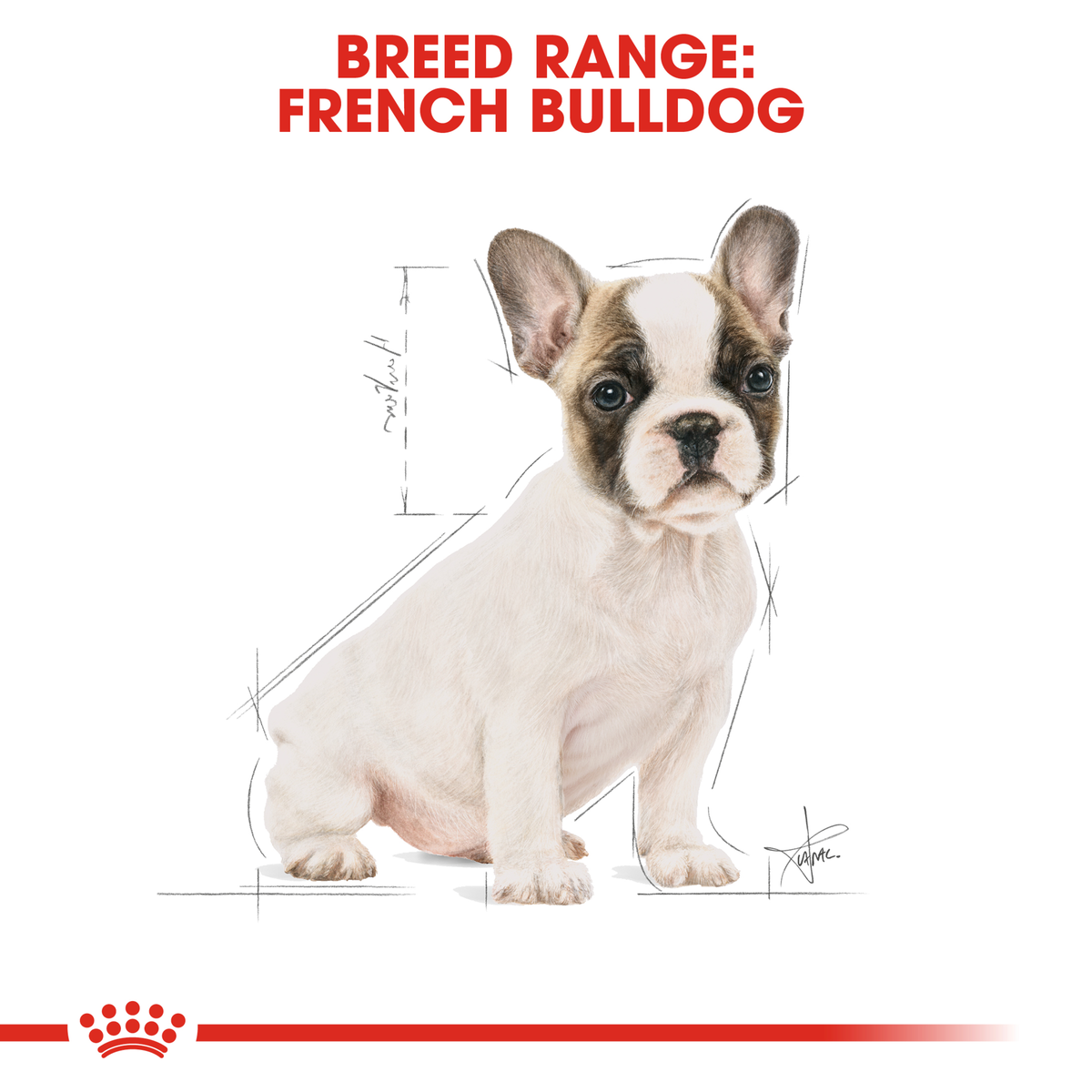 Royal Canin French Bulldog Puppy