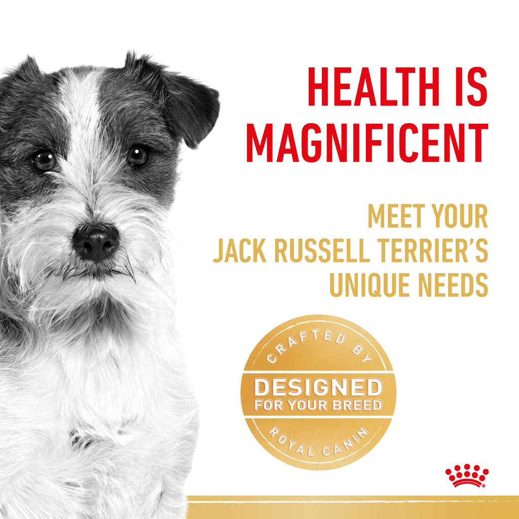 Royal Canin Jack Russell Terrier