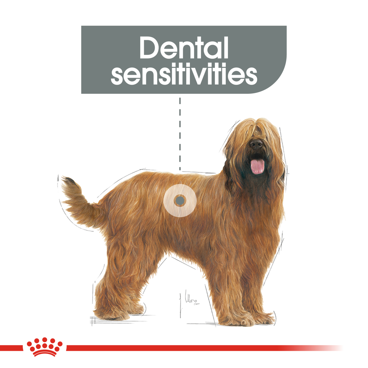 Royal Canin Maxi Dental Care