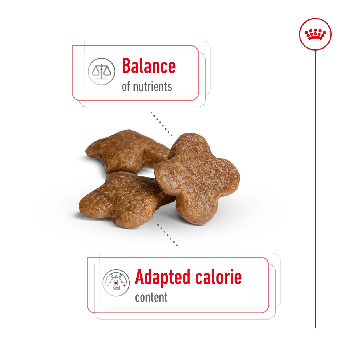 Royal Canin Mini Adult 8+