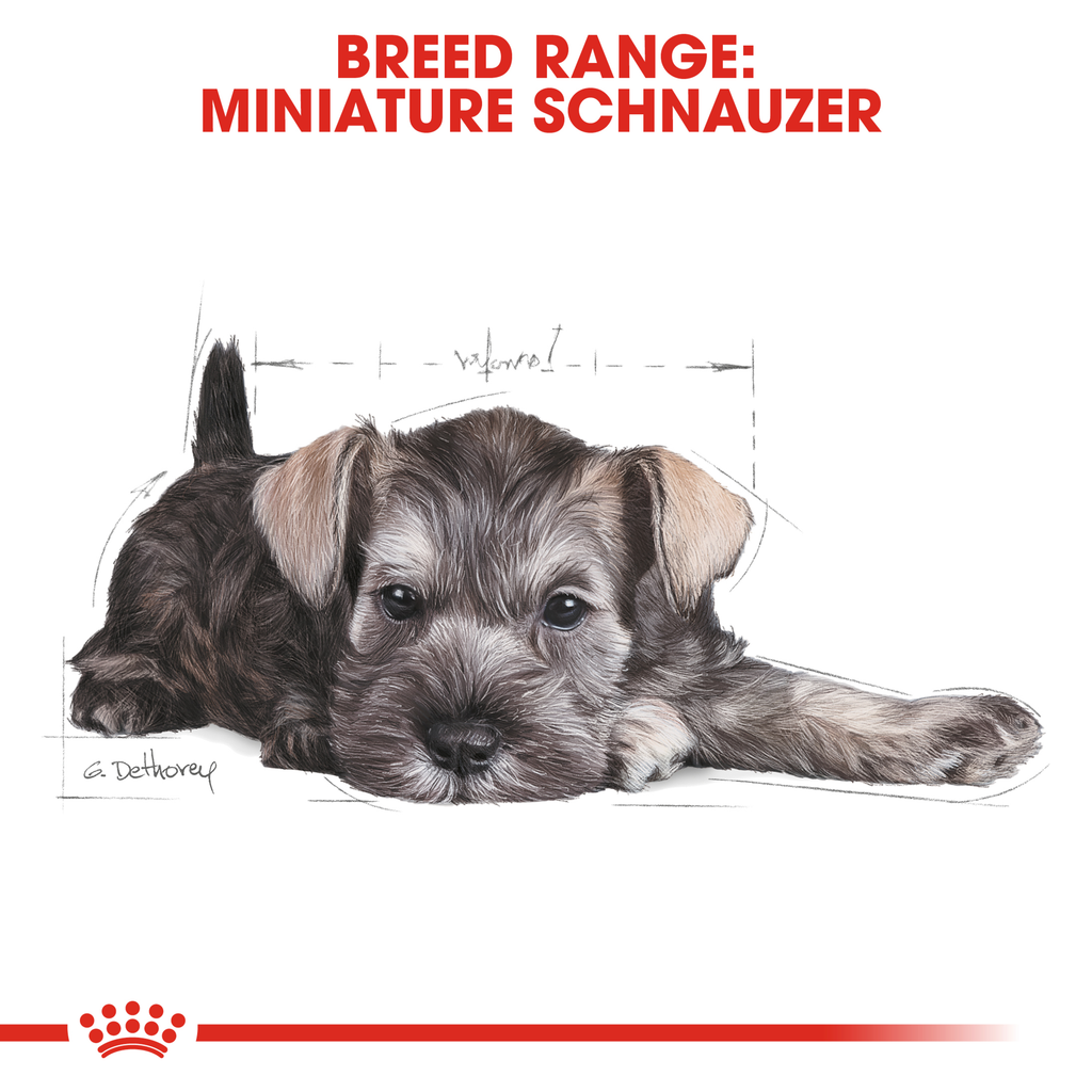 Royal Canin Miniature Schnauzer Puppy