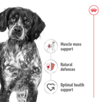 Royal Canin Medium Adult 140gx10 Pouches
