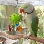 1937 Bell Pull - Engaging Bird Toy for Endless Fun
