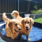 Pet Dog Pool – Folding 2-in-1 Splash Bath Tub