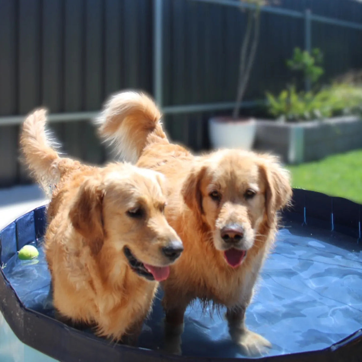 Pet Dog Pool – Folding 2-in-1 Splash Bath Tub