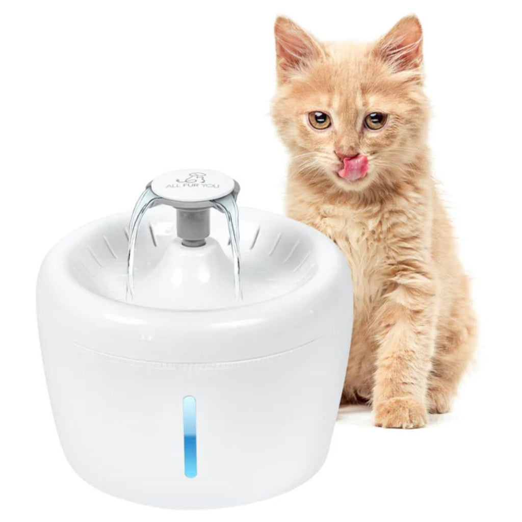 All Fur You Whisper Water Fountain & Accessories