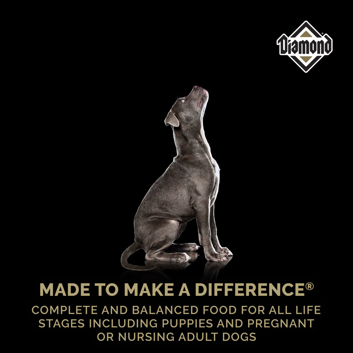 Diamond Puppy