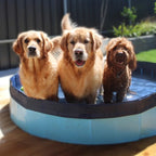Pet Dog Pool – Folding 2-in-1 Splash Bath Tub