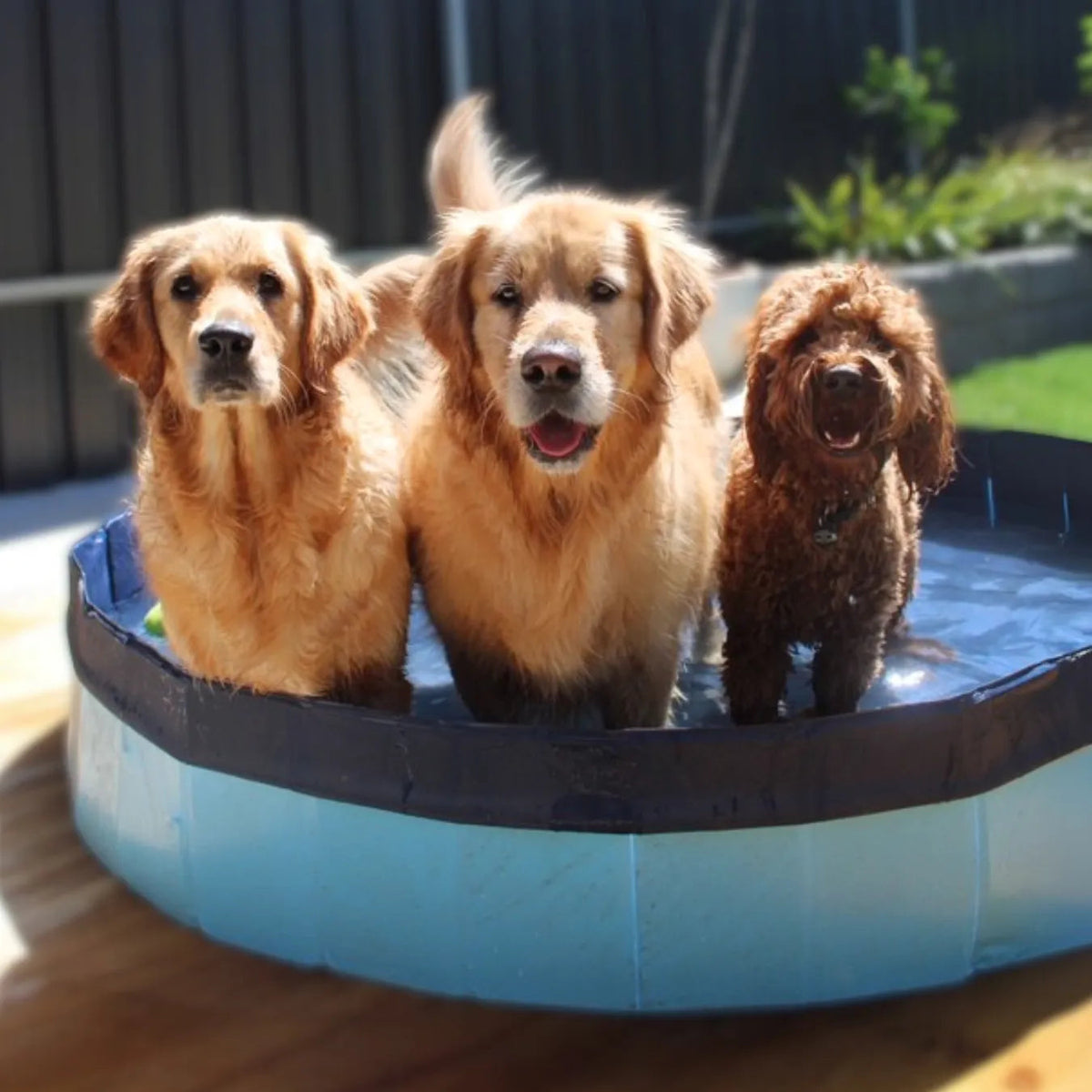 Pet Dog Pool – Folding 2-in-1 Splash Bath Tub