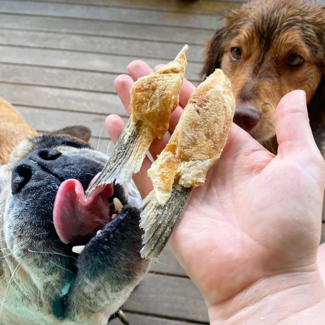 The Paw Grocer Freeze Dried Dogs & Cats Treats Salmon Belly
