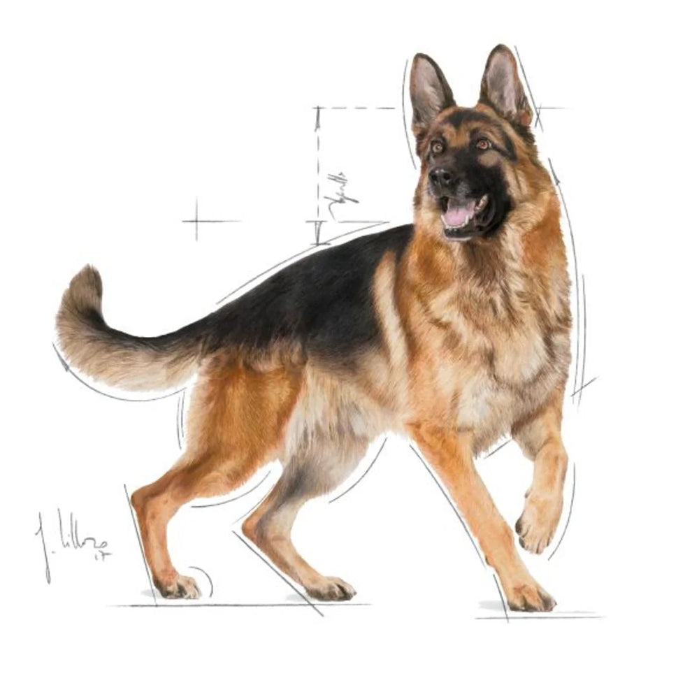 ROYAL CANIN German Shepherd 11kg