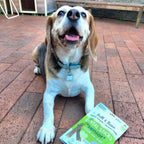 Bell and Bone Dental Sticks for Senior Dogs - Chicken, Mint and Ginger