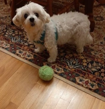 🔥LAST DAY-50%OFF🔥Anti-Anxiety Automatic Moving Ball Dogs And Cat Toys