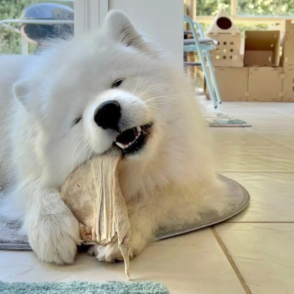 Freezy Paws Freeze Dried Pig Ear Pet Treats for Cats & Dogs