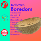 2054 Coconut Cup Flat Base
