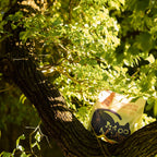 Purr Haven Green Tea Cat Litter
