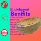 2054 Coconut Cup Flat Base