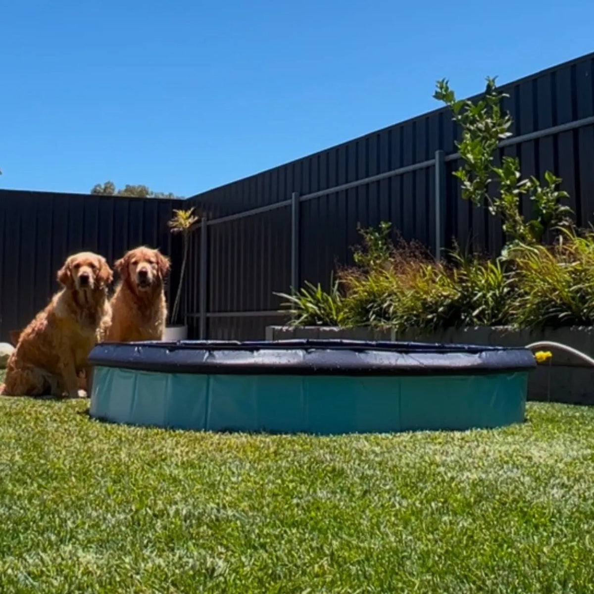 Pet Dog Pool – Folding 2-in-1 Splash Bath Tub
