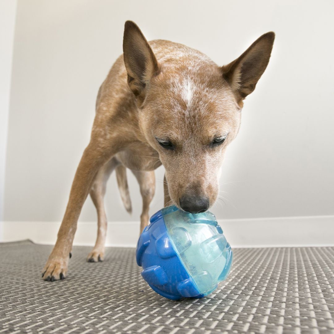 KONG Dog Toys Rewards Ball