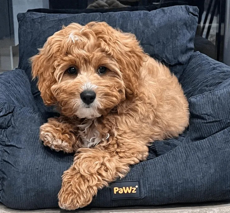 Dog Car Booster Seat