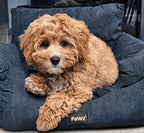 Dog Car Booster Seat