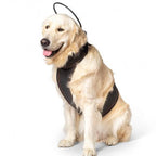 Assisi - Calmer Canine Anxiety Treatment System