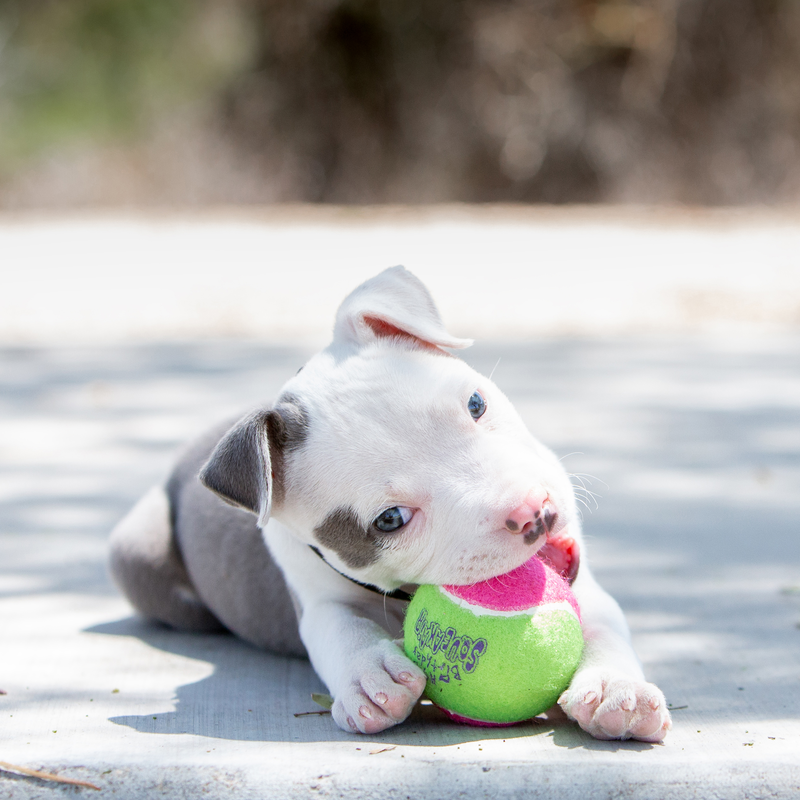 KONG Dog Toys SqueakAir Birthday Ball