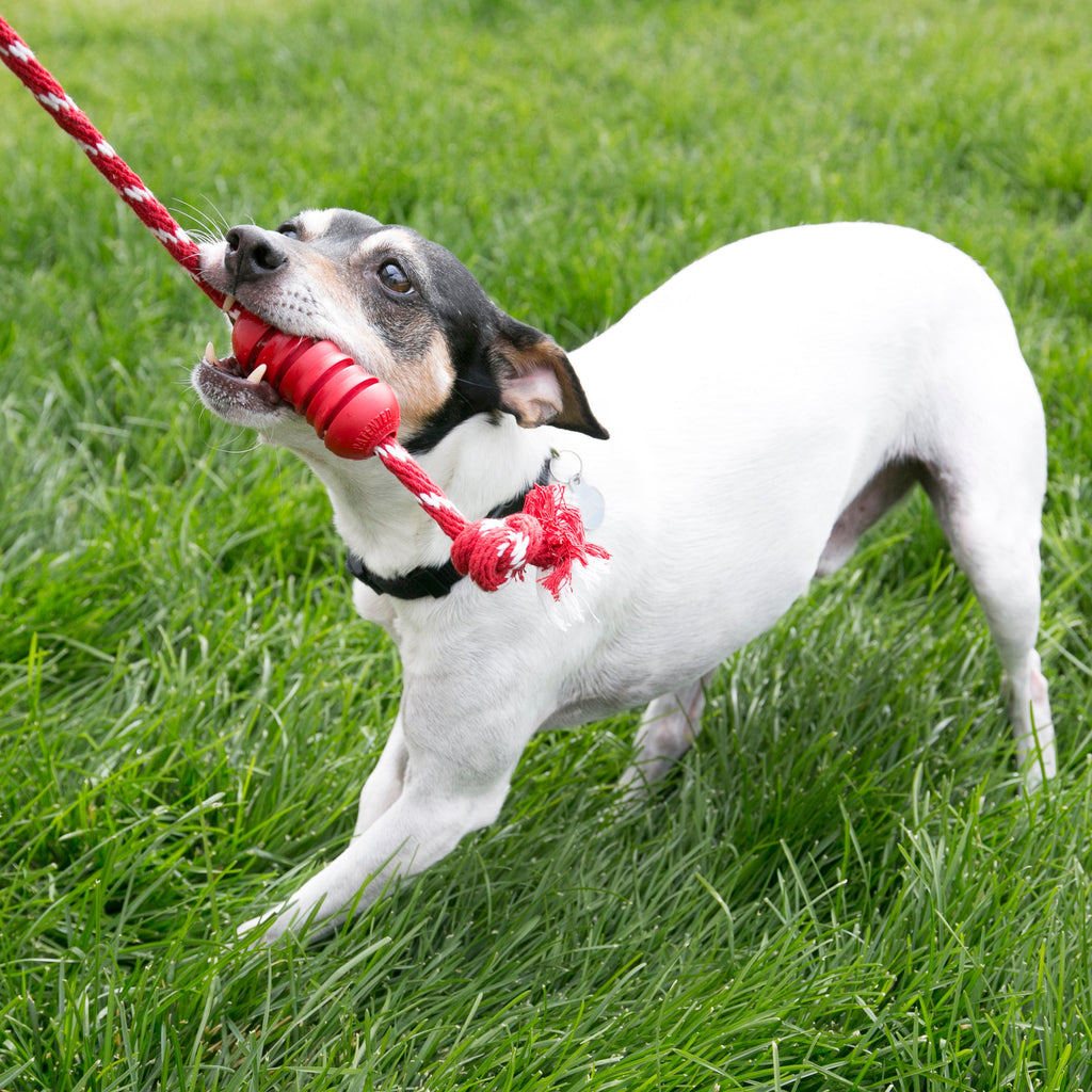KONG Dog Toys Dental with Rope