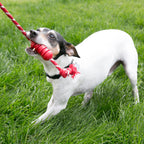 KONG Dog Toys Dental with Rope