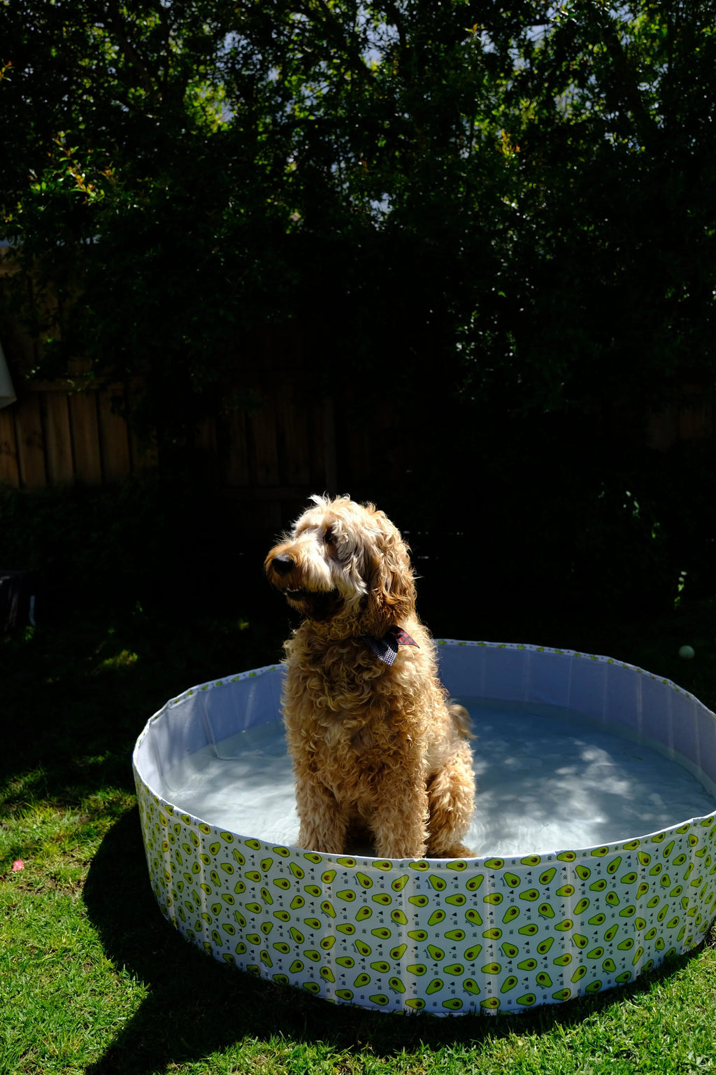 Pet Portable Outdoor Swimming Pool and Bath Tub