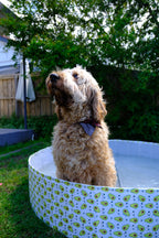 Pet Portable Outdoor Swimming Pool and Bath Tub