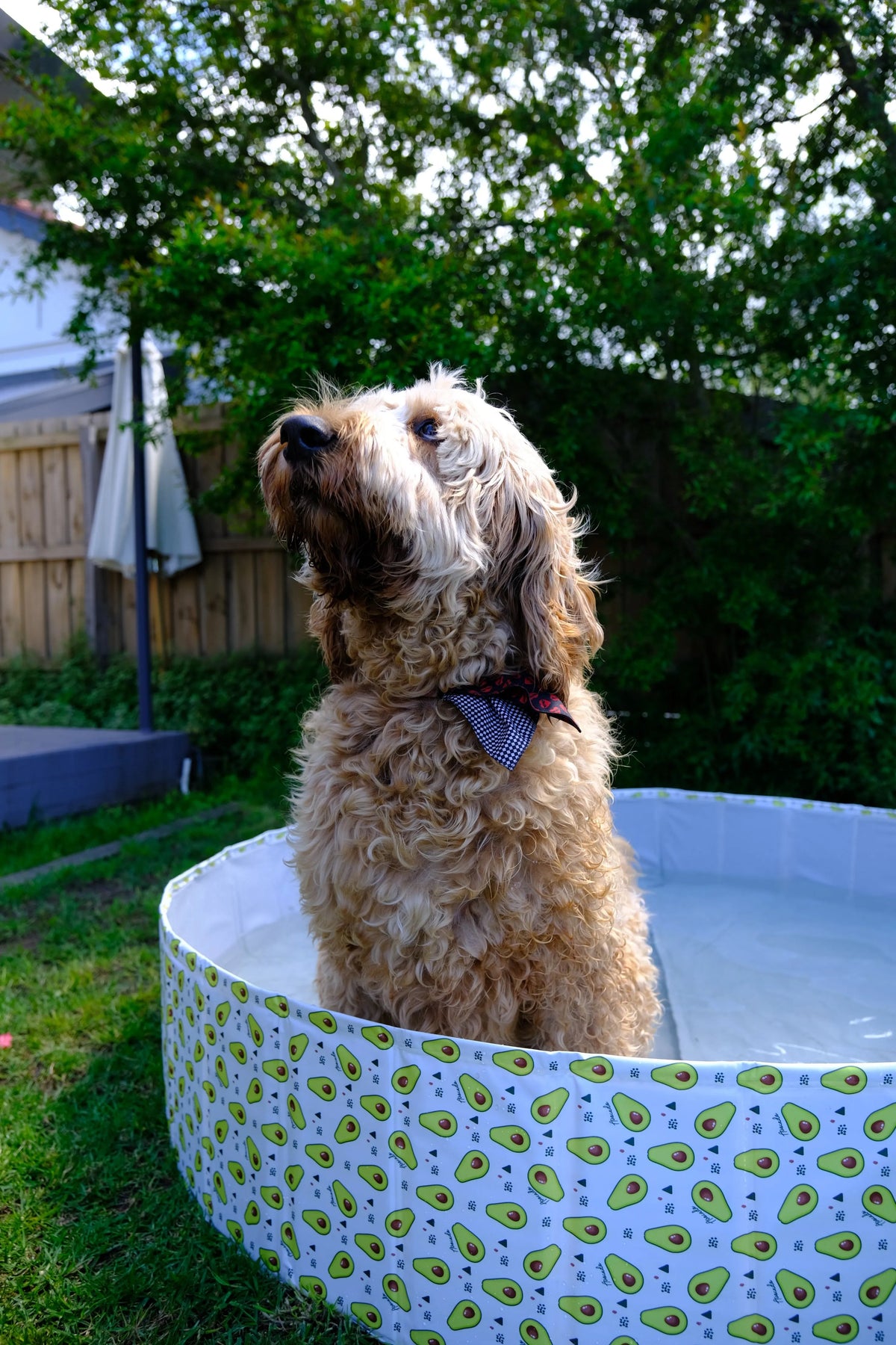 Pet Portable Outdoor Swimming Pool and Bath Tub