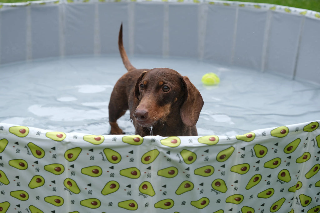 Pet Portable Outdoor Swimming Pool and Bath Tub