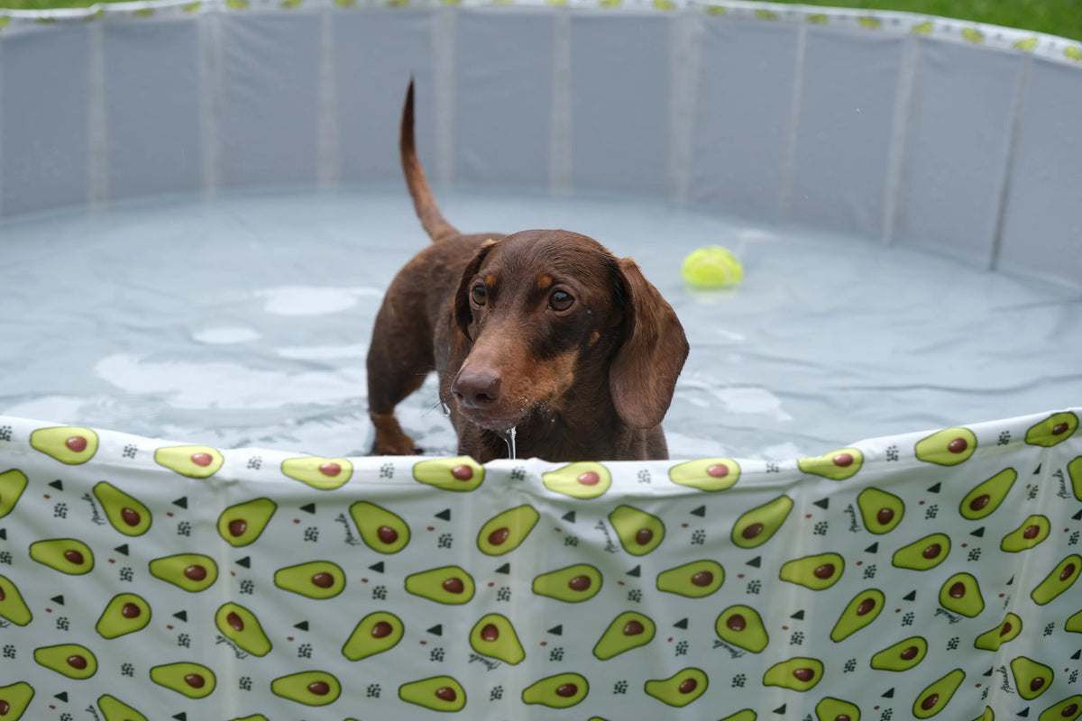 Pet Portable Outdoor Swimming Pool and Bath Tub