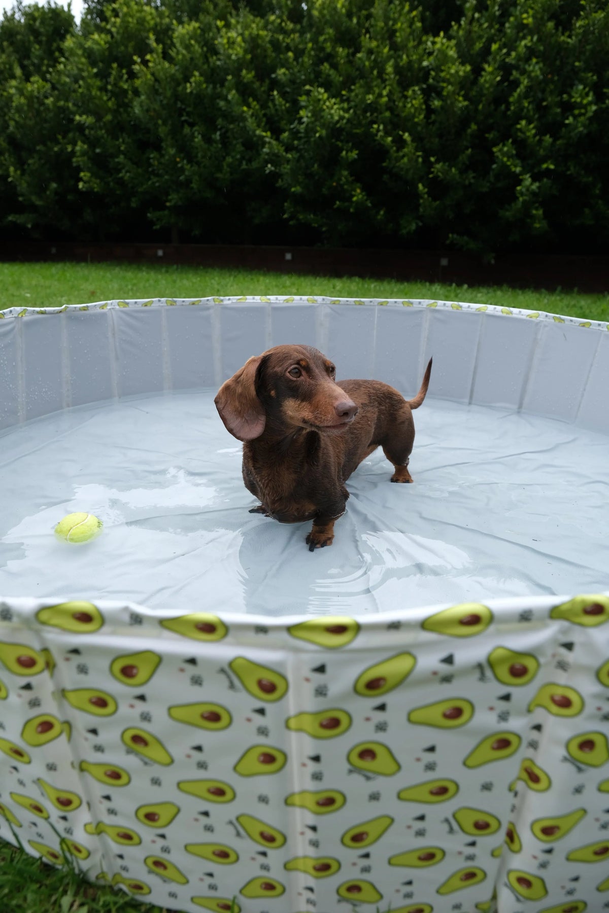 Pet Portable Outdoor Swimming Pool and Bath Tub