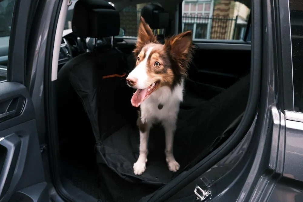 Pet Back Seat Cover