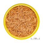 JBL ProNovo Insect Stick S (Quality Insect Treat For Fishes)