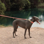 Heavy-Duty Hand-Woven Nylon Dog Leash for Medium and Large Dogs