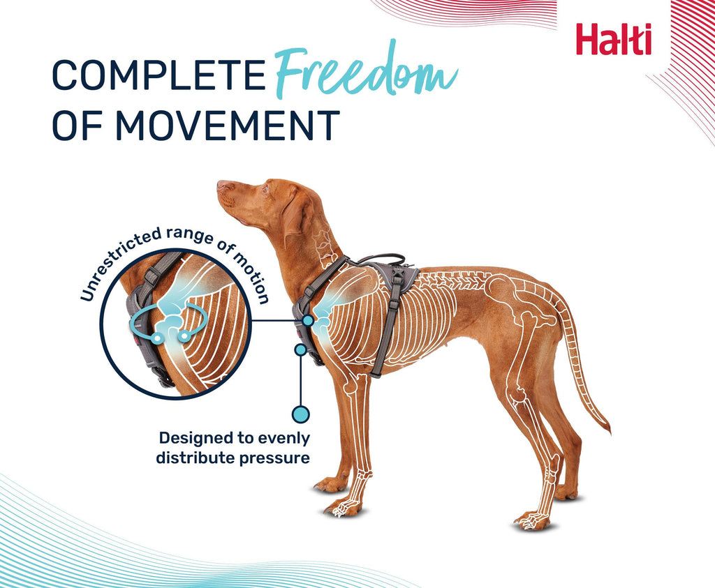 Halti Anatomy Harness