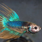 JBL ProNovo Betta Flakes S (For All Fishes)