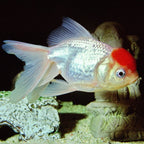 JBL ProNovo FanTail Grano S / M (Colour Enhancing Sinking Pellet For Goldfish)