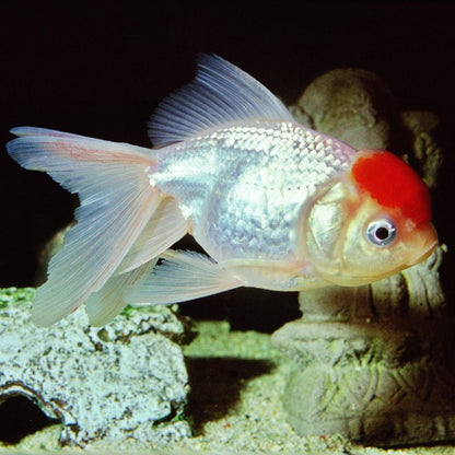 JBL ProNovo FanTail Grano S / M (Colour Enhancing Sinking Pellet For Goldfish)