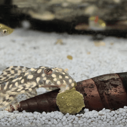 JBL ProNovo Pleco Wafer M/XL (Plecos Food With Natural Wood Fibres)