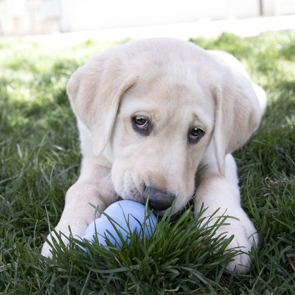 KONG Dog Toys Puppy
