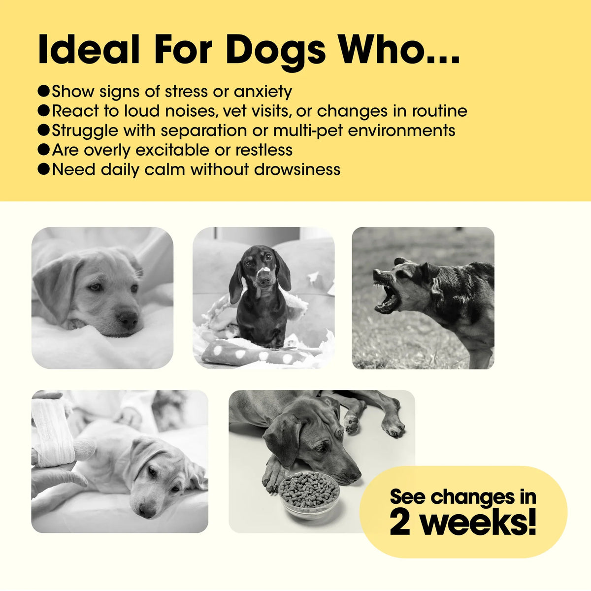LitPet - Pawsitive Powder Calming & Stress Relief Support for Dogs